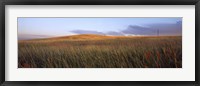 Framed Tall grass in a field, High Plains, Cheyenne, Wyoming, USA