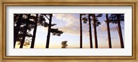 Framed Low angle view of pine trees, Iowa County, Wisconsin, USA