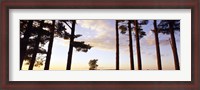 Framed Low angle view of pine trees, Iowa County, Wisconsin, USA