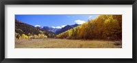 Framed Aspens on a Hilll, Aspen, Colorado