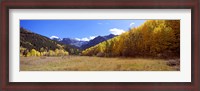 Framed Aspens on a Hilll, Aspen, Colorado