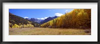 Framed Aspens on a Hilll, Aspen, Colorado