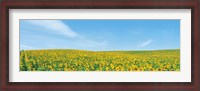 Framed Field of sunflower with blue sky