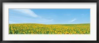 Framed Field of sunflower with blue sky