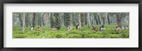 Framed Tea harvesting, Assam, India