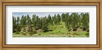 Framed Horses on roundup, Billings, Montana, USA
