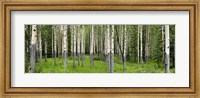 Framed Aspen Trees Banff, Alberta, Canada