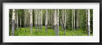 Framed Aspen Trees Banff, Alberta, Canada