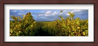 Framed Low angle view of vineyard and windmill, Napa Valley, California, USA