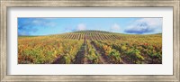 Framed Vineyard, Napa Valley, California, USA
