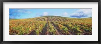 Framed Vineyard, Napa Valley, California, USA