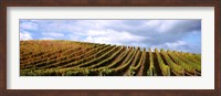 Framed Rows of vines with leaves, Napa Valley, California, USA