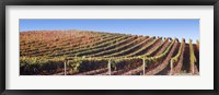 Framed Rows of vines on a hill, Napa Valley, California, USA