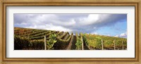 Framed Cloudy skies over a vineyard, Napa Valley, California, USA