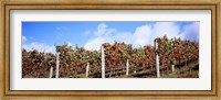 Framed Vines in a vineyard, Napa Valley, Wine Country, California, USA