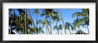 Framed Low angle view of palm trees, Oahu, Hawaii, USA
