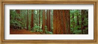 Framed Redwoods tree in a forest, Whakarewarewa Forest, Rotorua, North Island, New Zealand