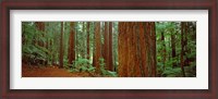 Framed Redwoods tree in a forest, Whakarewarewa Forest, Rotorua, North Island, New Zealand