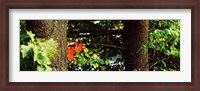 Framed Red Maple Leaves, Connecticut
