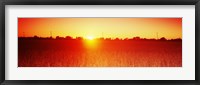 Framed Soybean field at sunset, Wood County, Ohio, USA