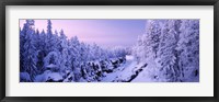 Framed Snow covered trees in a forest, Imatra, Finland