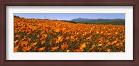 Framed Namaqua Parachute-Daisies flowers in a field, South Africa