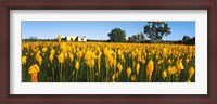 Framed Bulbinella nutans flowers in a field, Northern Cape Province, South Africa