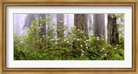 Framed Rhododendron flowers in a forest, Del Norte Coast State Park, Redwood National Park, Humboldt County, California, USA