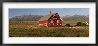 Framed Barn in a field with a Wallowa Mountains in the background, Enterprise, Wallowa County, Oregon, USA