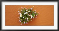 Framed Dune evening primrose flowers in sand, Valley of Fire State Park, Nevada, USA