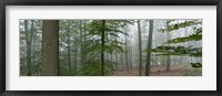 Framed Trees in fog, Trier, Rhineland-Palatinate, Germany