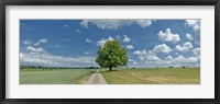 Framed Country road passing through a field, Horb Am Neckar, Baden-Wurttemberg, Germany