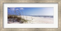 Framed Tall grass on the beach, Perdido Key Area, Gulf Islands National Seashore, Pensacola, Florida, USA