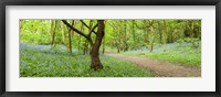Framed Bluebells growing in a forest, Woolley Wood, Sheffield, South Yorkshire, England