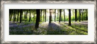 Framed Bluebells growing in a forest in the morning, Micheldever, Hampshire, England