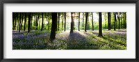 Framed Bluebells growing in a forest in the morning, Micheldever, Hampshire, England