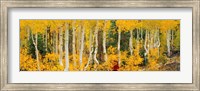 Framed Aspen Trees in Autumn, Dixie National Forest, Utah