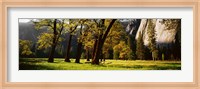 Framed Trees near the El Capitan, Yosemite National Park, California, USA