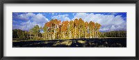 Framed Aspen Trees in the Fall, Utah