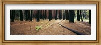 Framed Burnt pine trees in a forest, Yosemite National Park, California, USA