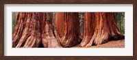 Framed Trees at Sequoia National Park, California, USA