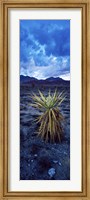 Framed Yucca flower in Red Rock Canyon National Conservation Area, Las Vegas, Nevada, USA