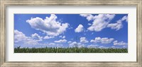 Framed Wheat field and transmission tower, Baden-Wurttemberg, Germany