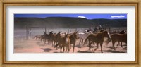 Framed Close up of Horses running in a field, Colorado