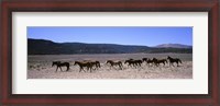Framed Horses running in a field, Colorado