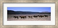 Framed Horses running in a field, Colorado