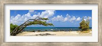 Framed Divi divi tree (Caesalpinia Coriaria) at the coast, Aruba