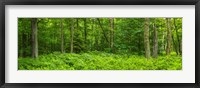 Framed Ferns blanketing floor of summer woods near Old Forge in the Adirondack Mountains, New York State, USA