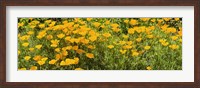 Framed California poppies (Eschscholzia californica) in bloom