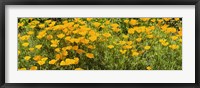 Framed California poppies (Eschscholzia californica) in bloom